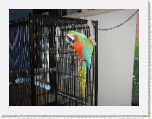 Macaw at Maritime Atlantic Museum * 2592 x 1944 * (1.48MB)